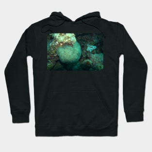 RED SEA MARINE LIFE Hoodie